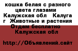 кошка белая с разного цвета глазами - Калужская обл., Калуга г. Животные и растения » Отдам бесплатно   . Калужская обл.